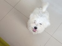 Yavru 0 numara terrier