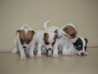 Safkan ırk garantili jack russell yavruları