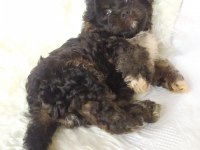 Black Maltipoo