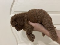 Erkek red toy poodle