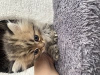 Tabby british longhair
