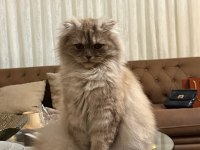 ÜCRETSİZ SCOTTISH FOLD DİŞİ