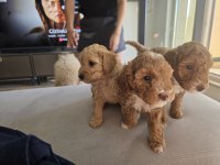 1 Aylık Erkek Kahve Poodle Sahiplendirilecek