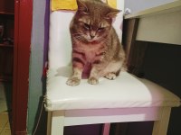 Cins kedim british shorthair