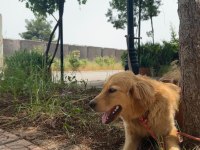 Golden Retriever Köpeğimiz Ücretsiz Sahiplendirilecektir