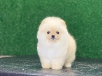 Pomeranian bebekleri