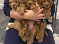 45 GÜNLÜK POODLE KAHVERENGİ BEBEKLER