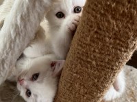 Sevimli british shorthair kardeşler