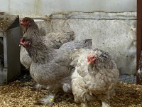 BLACK BLUE BRAHMA KULUÇKALIK YUMURTA & CİVCİV