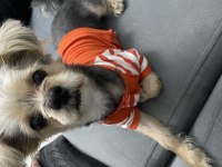 ÜCRETSİZ SAHİPLENDİRİYORUM YORKSHİRE KÖPEĞİMİ