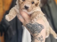 Özelini İsteyenlere Toy Poodle Bebekler