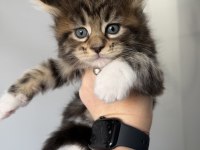 XXXL MAİNE COON DEV KEDİLER