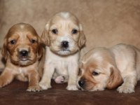 Cocker yavru köpekler