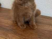 British Shorthair Cinnamon