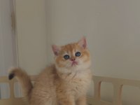 2 aylık safkan british shorthair