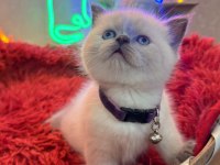 Safkan British Shorthair Ve Scottish Fold Yavrular