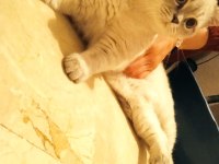 Uysal oyuncu british shorthair kedimiz