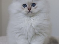 British Longhair Yavrularımız