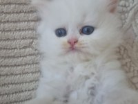 British Longhair Kediler