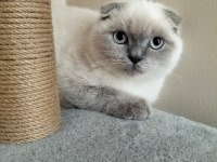 Scottish fold kedimiz Zeus için yuva arıyoruz