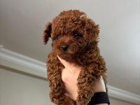 Redbrown Toy Poodle Yavrumuz Yeni Yuvasına Hazır