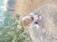 Safkan Kısa Bacak Maskeli Jack Russell Yavrular