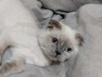 Safkan Scottish Fold Dostumuz Yeni Sahibini Arıyor