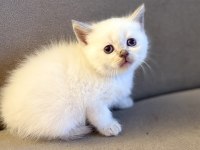 British shorthair yavrularımız