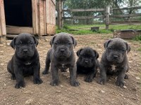 A Kalie Garantili Cane Corso Bebekler
