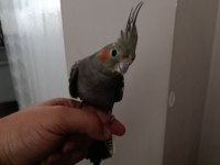 6 Aylık Dişi Ele Alışık Sultan Papağanı