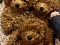 Toy poodle prenses