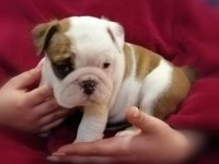 İNGİLİZ BULLDOG YAVRULARI