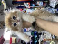 2 aylık Golden BritishLonghair Yavrumuz  