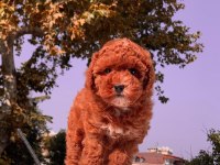 Red Brown Toy Poodle Yavrular