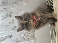 British longhair