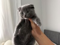 Scottish Fold yavrular