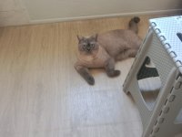 ÜCRETSİZ KEDİMİZ