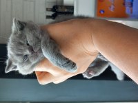 Kaliteli british shorthair yavrular