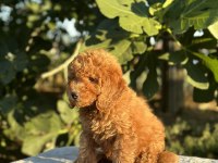 A Kalite Toy poodle Yavrular