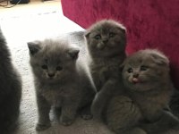 scottish fold kız ve erkek son 2 yavru