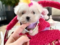 Maltese Tatlı Yavru Köpeklerimizle Tanışın!
