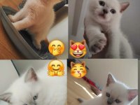 Muhteşem British Shorthair Blue Point Yavrularımız