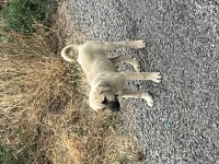 Anadolu Çoban Köpeği - Kangal Yavruları