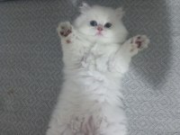 Safkan british longhair