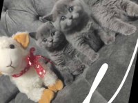 MUHTEŞEM GÜZELLİKTE BRİTİSH SHORTHAİR BLUE