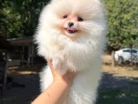 Sağlık Ve Irk Garantili Pomeranian