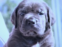 Fcı-Kıf Secereli Safkan Cane Corso