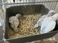 Yavrulu Muhabbet Kuşu Takımları