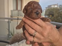 KALİTELİ ORJİNAL KOYU KOREKAN POODLE YAVRULARIMIZ