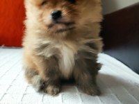 Pomeranian Boo köpekler